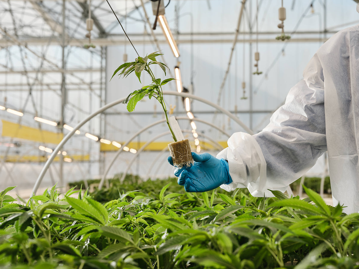 Curaleaf International Expands Medical Cannabis Education Platform for Healthcare Professionals in Poland