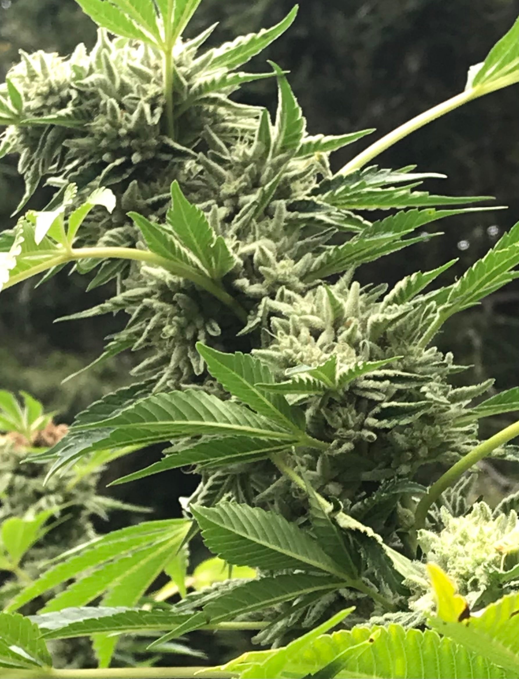 Dirt Diva: Harvest Approaches!